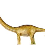 Mamenchisaurus 3 (TLW Design)