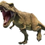 Rexy 26