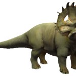 Sinoceratops 3