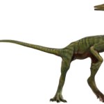 Compsognathus 7