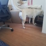 Labrador Retriever looking for something