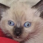 Retarded cat