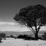 Wisdom Tree. Photo by Leah Berman.