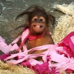 baby monke smiling