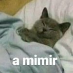 a Mimir cat