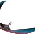 Koolabourgiana