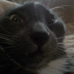 Kitty