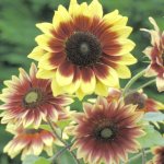 Magic roundabout sunflower