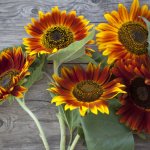 American Beauty sunflower