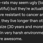 Rats.