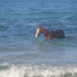 Horse In Water