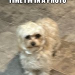 Goofy Dog | HOW I LOOK EVERY TIME I’M IN A PHOTO | image tagged in goofy dog | made w/ Imgflip meme maker