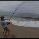 Surf fishing fish on