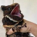 Screaming "Bird"