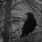 Crow.