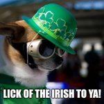 St Patrick Day Dog | LICK OF THE IRISH TO YA! | image tagged in st patrick day | made w/ Imgflip meme maker