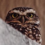 Owlet.