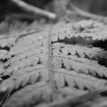 nikon coolpix 990
