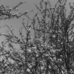 Tree.