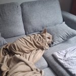 Sleepy dog
