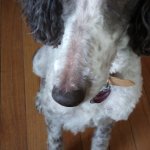 Question Doggo