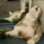 cat is stoned, or tired