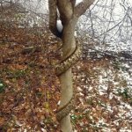 Vine