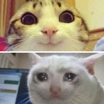 chat heureux, chat triste