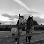 Horses.
