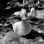 Ducks.