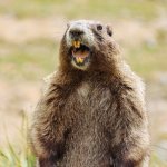 Funny marmot