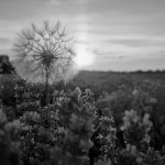 Dandelion