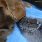 Bunny GIF Template