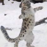 snow leopard
