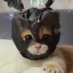 Cat ninja