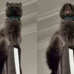 Haru cat up meme