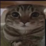 Chill cat