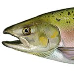 Salmon head