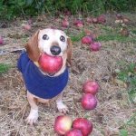 Apple Dog