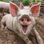Pig