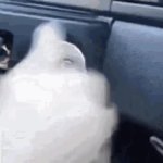 Fattv Car GIF Template