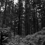 Walk.
