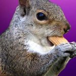 peanut
