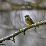 Bird.