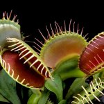 Venus flytrap