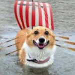 CORGO SHIP