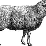 Vintage sheep