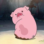 pig