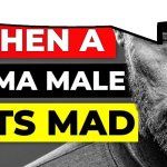 When a sigma male gets mad