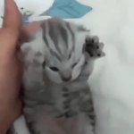 period kitten GIF Template